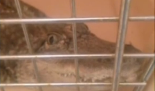 alligator found in Long Branch NJ